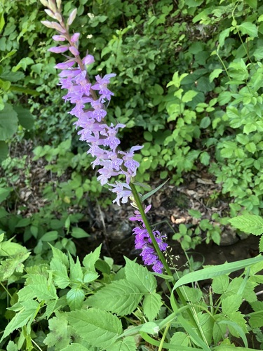 Wedge-lipped Orchid (Dactylorhiza saccifera)
