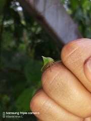 Umbonia spinosa