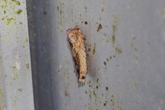 Cryptophlebia ombrodelta
