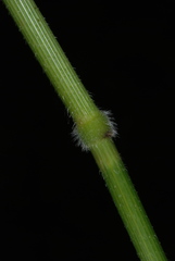 Rice cutgrass