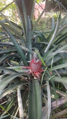 Ananas comosus comosus