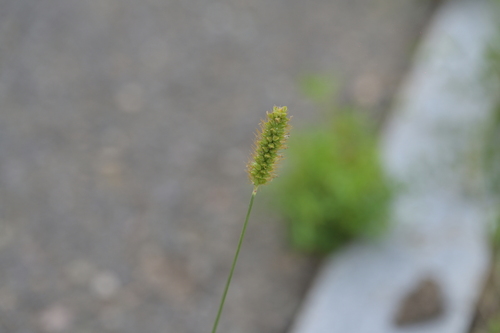 yellow foxtail