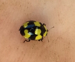 Illeis galbula