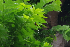 Milionia zonea pryeri