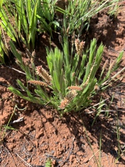 Acalypha depressinerva