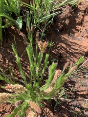 Acalypha depressinerva