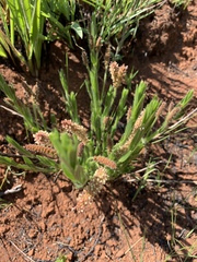 Acalypha depressinerva