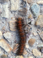 Bombycopsis capicola