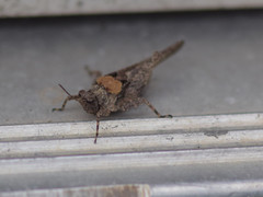 Paratettix cucullatus