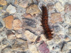Bombycopsis capicola