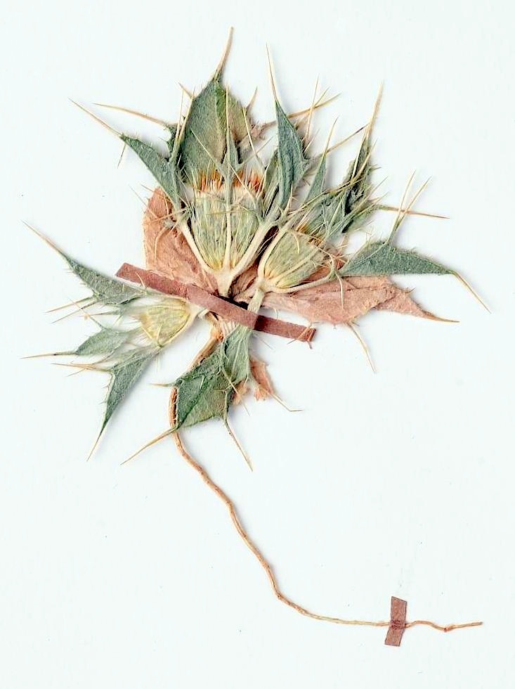Thevenotia