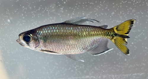 Yellowtail tetra (Alestopetersius caudalis) — Alestidae — 3