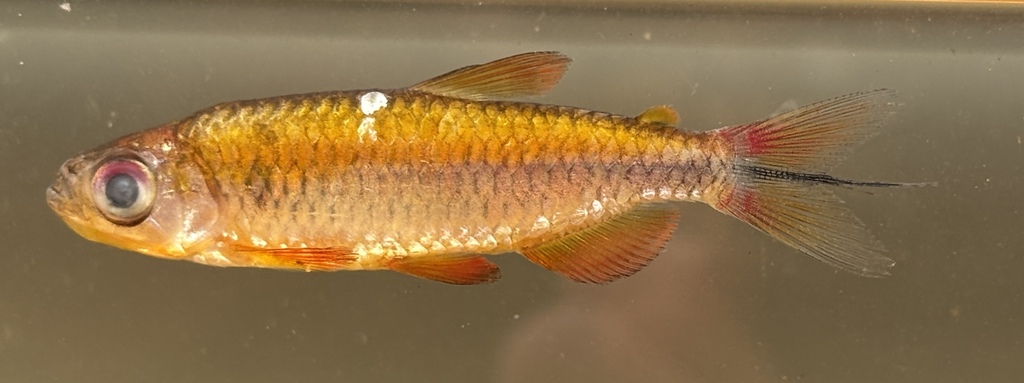 Deheyn's Congo tetra (Phenacogrammus deheyni) — Alestidae
