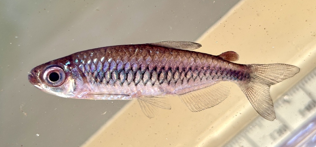 Rice Tetra