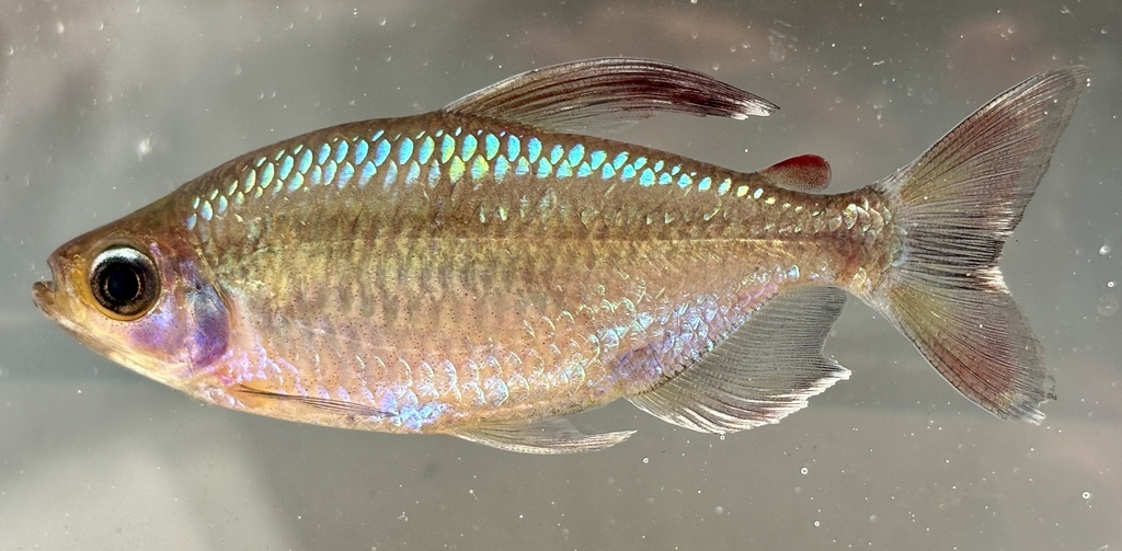 Hilgendorf's tetra (Alestopetersius hilgendorfi) — Alestidae