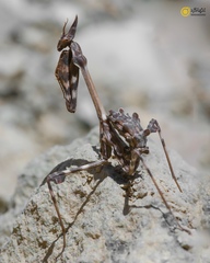 Empusa
