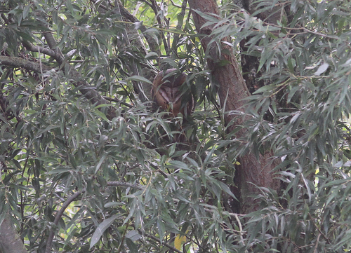 Western Barn Owl, Zuid-Holland, NL, photo 7 of 10