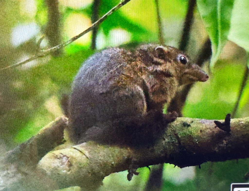 Sumatran Treeshrew