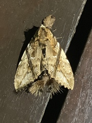 Dudusa synopla