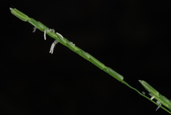Leersia virginica