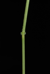 Leersia virginica