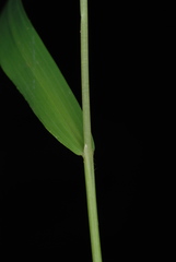 Leersia virginica