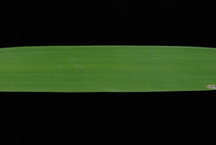 Leersia virginica