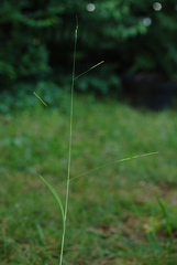 Leersia virginica
