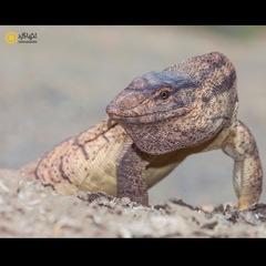 Varanus griseus caspius