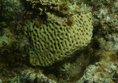 Holopsamma laminaefavosa