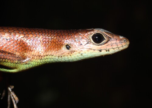 Tropical Mabuya, Trachylepis paucisquamis