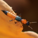 毒隱翅蟲屬 - Photo 由 Ryzhkov Oleg 所上傳的 (c) Ryzhkov Oleg，保留部份權利CC BY-NC