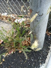 Setaria