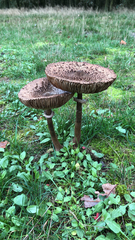 Macrolepiota procera