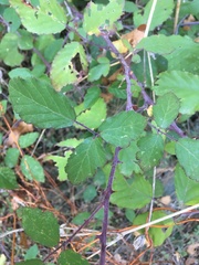 Rubus