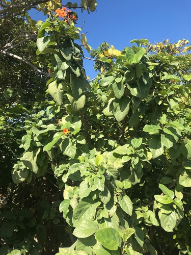 Cordia sebestena image