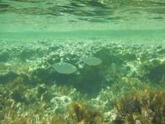 Trachinotus ovatus