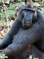Macaca nigra