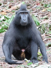 Macaca nigra
