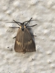 Phryganidia californica