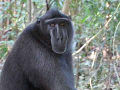 Macaca nigra