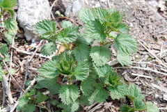 Urtica platyphylla