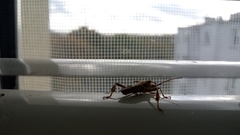 Leptoglossus occidentalis