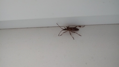 Leptoglossus occidentalis