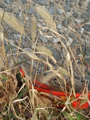 Setaria