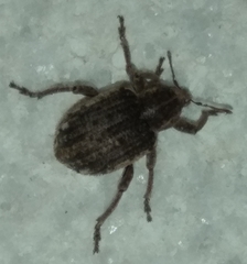 Brachypera zoilus