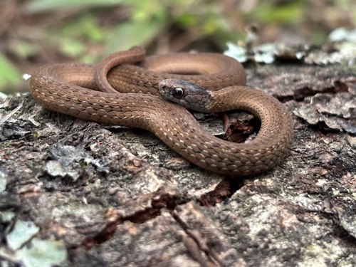 Photo of a Mexican Yellowbelly Brown Snake (Storeria hidalgoensis)