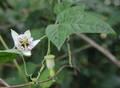 Passiflora sicyoides