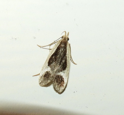 Cream-edged Dichomeris Moth and Allies photo 6