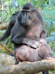 Macaca nigra